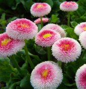 雛菊(蘇菲亞)種子、花卉種子、花種、盆花