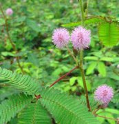 含羞草、花卉種子、花種、盆花
