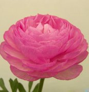 花毛茛（仙境）種子、東方花卉新品種，種球，