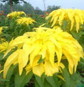 花種 景觀(guān)花種 園林綠化花種