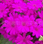 瓜葉菊（東方1號）種子，花卉種子、花種、