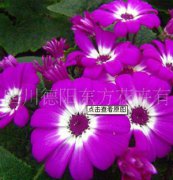 瓜葉菊：東方三號，瓜葉菊種子、盆栽花卉、花