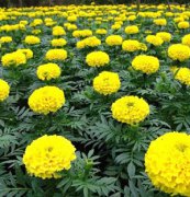 萬壽菊春色、夏日，花卉種子