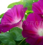 牽?；ǚN子