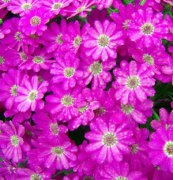 日本矮瓜葉菊，瓜葉菊種子，花卉種子、盆花、