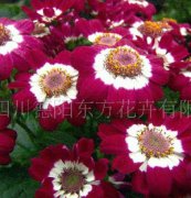 花卉種子、瓜葉菊（豪情）種子、花種子、盆花