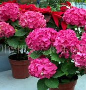 繡球花種苗、繡球花、八仙花、花苗