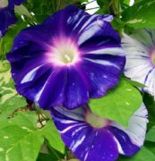 日本牽?；ā⒒ɑ芊N子、花種、種子