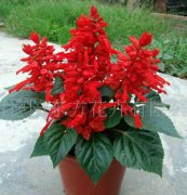一串紅(太陽神）花種、花卉種子、種子、盆栽花