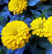 百日草(幻想）種子、盆花種子