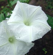 白花牽牛、日本品種、花卉種子、花種、種子