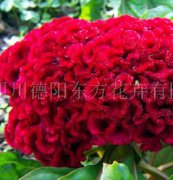 雞冠花種子，花種，花卉種子，種子